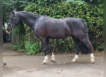 Welsh C (of Cob Type), Mare, 16 years, 13,3 hh, Black