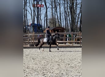 Welsh C (of Cob Type), Mare, 16 years, 13,3 hh, Black