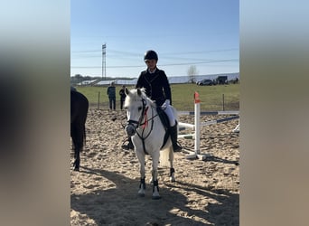 Welsh C (of Cob Type), Mare, 17 years, 13 hh, Gray