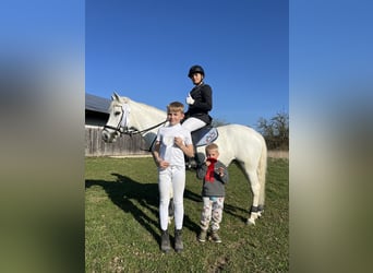 Welsh C (of Cob Type), Mare, 17 years, 13 hh, Gray