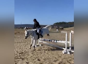 Welsh C (of Cob Type), Mare, 17 years, 13 hh, Gray