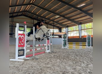 Welsh C (of Cob Type), Mare, 17 years, 13 hh, Gray