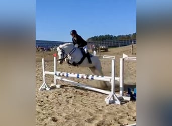 Welsh C (of Cob Type), Mare, 17 years, 13 hh, Gray
