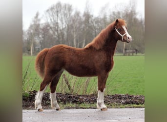 Welsh C (of Cob Type), Mare, 1 year, 12.2 hh