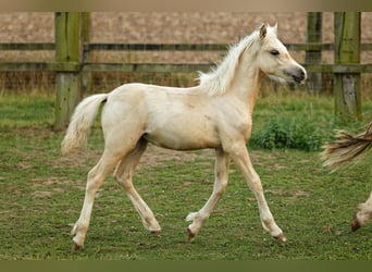 Welsh C (of Cob Type), Mare, 1 year, 13,1 hh, Palomino