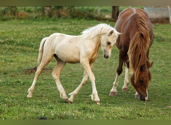 Welsh C (of Cob Type), Mare, 1 year, 13,1 hh, Palomino