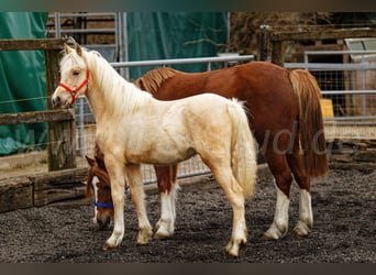 Welsh C (of Cob Type), Mare, 1 year, 13,1 hh, Palomino