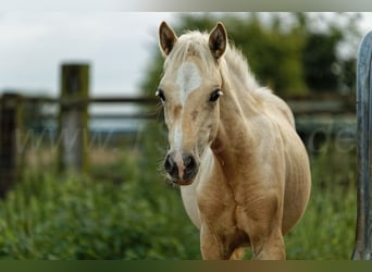 Welsh C (of Cob Type), Mare, 1 year, 13,1 hh, Palomino