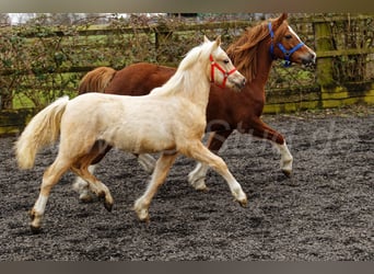 Welsh C (of Cob Type), Mare, 1 year, 13,1 hh, Palomino