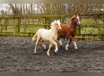 Welsh C (of Cob Type), Mare, 1 year, 13,1 hh, Palomino