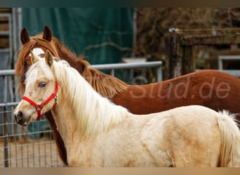 Welsh C (of Cob Type), Mare, 1 year, 13,1 hh, Palomino