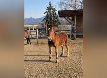 Welsh C (of Cob Type), Mare, 1 year, 14 hh, Brown
