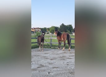 Welsh C (of Cob Type), Mare, 1 year, 14 hh, Brown