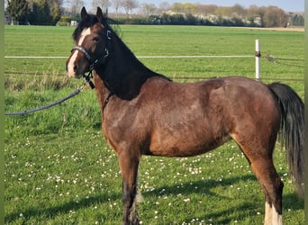 Welsh C (of Cob Type), Mare, 2 years, 12,2 hh, Bay-Dark