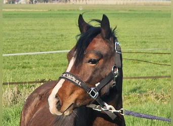 Welsh C (of Cob Type), Mare, 2 years, 12,2 hh, Bay-Dark