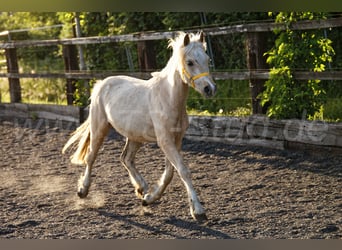 Welsh C (of Cob Type), Mare, 2 years, 13.1 hh, Palomino