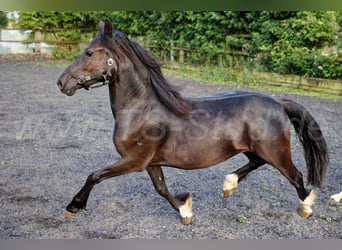 Welsh C (of Cob Type), Mare, 2 years, 13.2 hh, Black