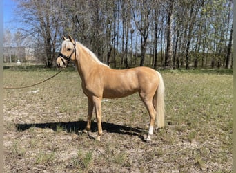 Welsh C (of Cob Type), Mare, 2 years, 13.2 hh, Palomino