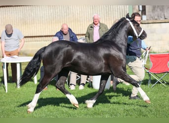 Welsh C (of Cob Type), Mare, 2 years, 13 hh, Black