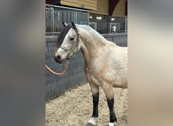 Welsh C (of Cob Type), Mare, 4 years, 12.2 hh, Dun
