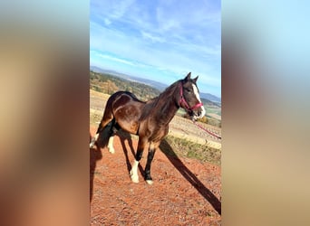 Welsh C (of Cob Type), Mare, 4 years, 13,1 hh, Brown