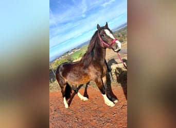 Welsh C (of Cob Type), Mare, 4 years, 13,1 hh, Brown