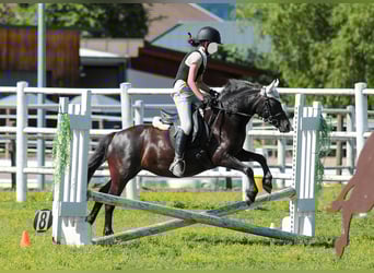 Welsh C (of Cob Type), Mare, 5 years, 12,1 hh, Black