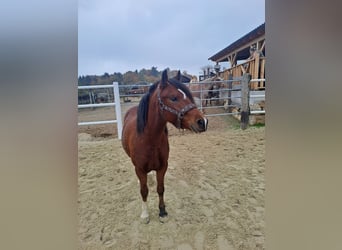 Welsh C (of Cob Type), Mare, 5 years, 12,2 hh, Brown