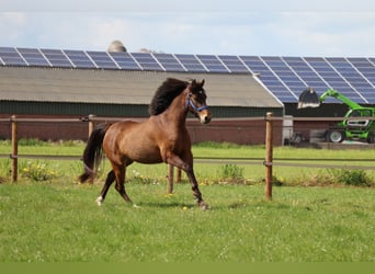 Welsh C (of Cob Type), Mare, 5 years, 13.2 hh, Brown