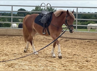Welsh C (of Cob Type), Mare, 5 years, 13 hh, Chestnut-Red