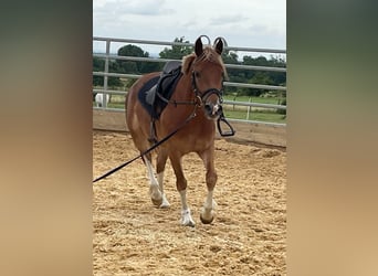 Welsh C (of Cob Type), Mare, 5 years, 13 hh, Chestnut-Red