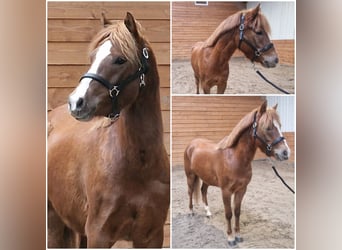 Welsh C (of Cob Type), Mare, 5 years, 13 hh, Chestnut-Red