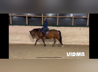 Welsh C (of Cob Type) Mix, Mare, 5 years, 13,1 hh, Brown