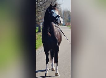 Welsh C (of Cob Type), Mare, 5 years, 14.1 hh, Black