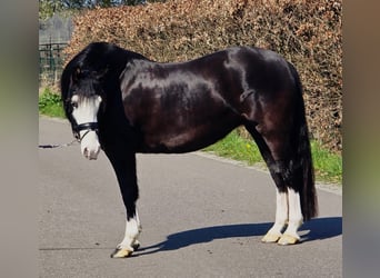 Welsh C (of Cob Type), Mare, 5 years, 14,1 hh, Black