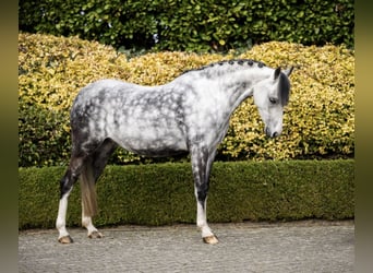 Welsh C (of Cob Type), Mare, 6 years, 12.3 hh, Grey