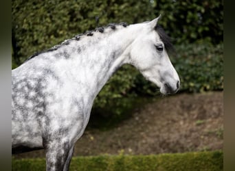 Welsh C (of Cob Type), Mare, 6 years, 12,3 hh, Grey