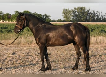 Welsh C (of Cob Type), Mare, 6 years, 13,2 hh, Black