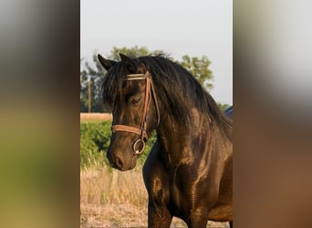 Welsh C (of Cob Type), Mare, 6 years, 13,2 hh, Black