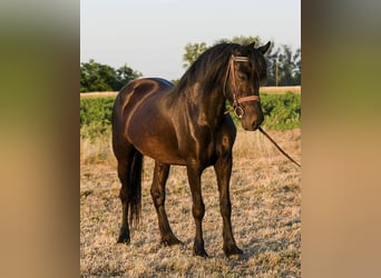 Welsh C (of Cob Type), Mare, 6 years, 13,2 hh, Black