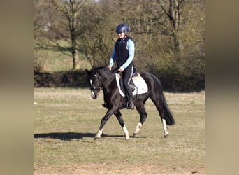 Welsh C (of Cob Type), Mare, 7 years, 12.3 hh, Black