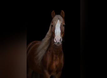 Welsh C (of Cob Type), Mare, 7 years, 12.3 hh, Brown