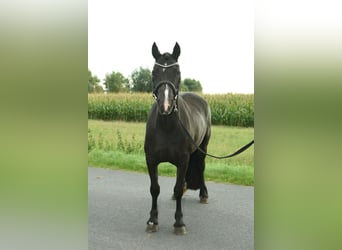 Welsh C (of Cob Type), Mare, 7 years, 13.1 hh, Black