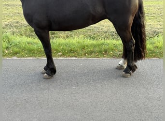 Welsh C (of Cob Type), Mare, 7 years, 13.1 hh, Black