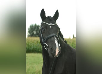 Welsh C (of Cob Type), Mare, 7 years, 13.1 hh, Black
