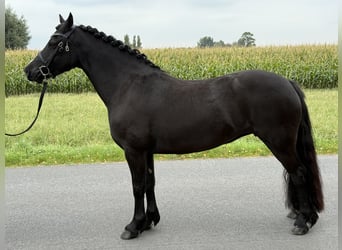 Welsh C (of Cob Type), Mare, 7 years, 13.1 hh, Black