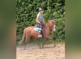 Welsh C (of Cob Type), Mare, 7 years, 13 hh, Chestnut-Red