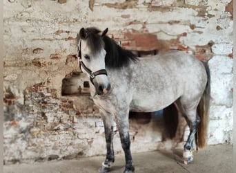 Welsh C (of Cob Type) Mix, Mare, 7 years, 13,1 hh, Gray