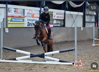 Welsh C (of Cob Type), Mare, 8 years, 12,3 hh, Brown