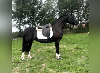 Welsh C (of Cob Type), Mare, 8 years, 13.1 hh, Black